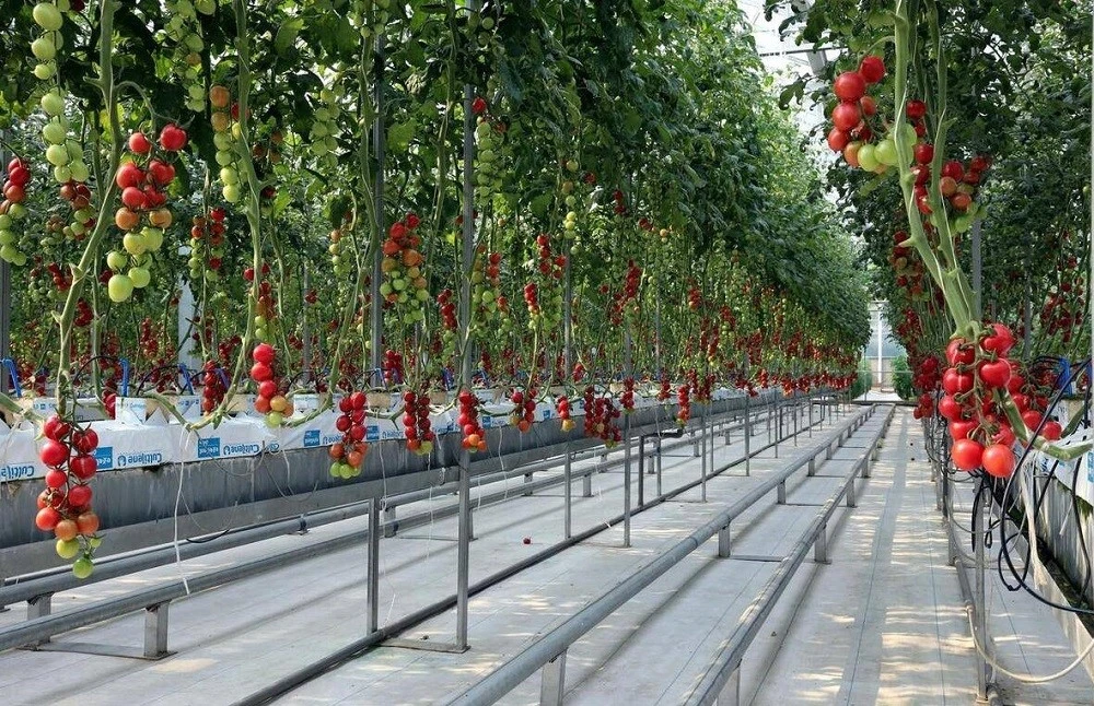 Glass Greenhouse for Tomato