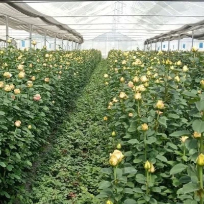 Agricultural Glass Greenhouse2